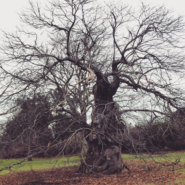 6heads treepoeryofchange