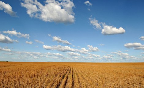 Dry soy plantation over a blue sky with clouds, Barreiras, Brazil © Adriano Gambarini / WWF-Brazil